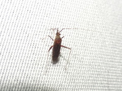 Phytocoris antennalis