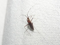 Phytocoris antennalis