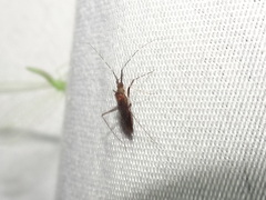 Phytocoris antennalis