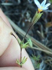 Leptosiphon bolanderi