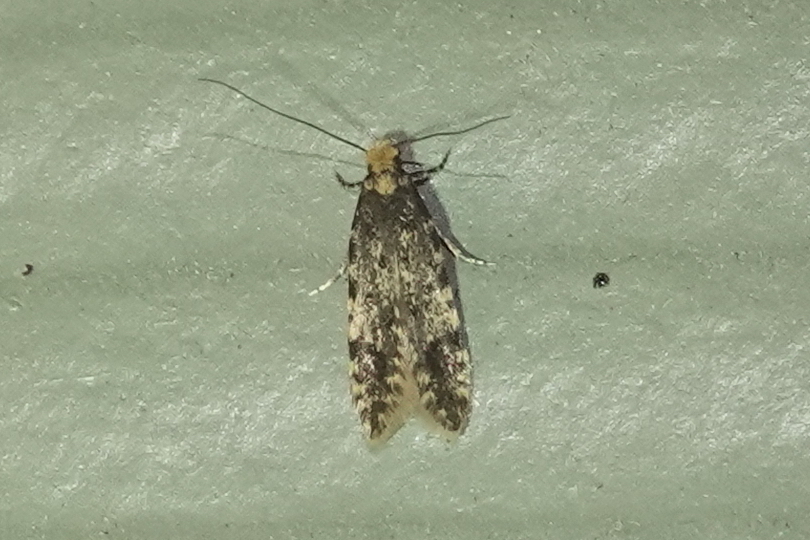 Homosetia marginimaculella