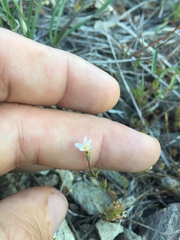 Leptosiphon bolanderi
