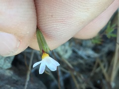 Leptosiphon bolanderi