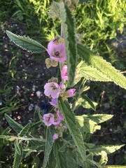 Sphaeralcea angustifolia