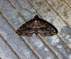 Melanomma auricinctaria