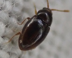 Coleoptera