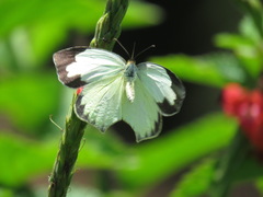 Abaeis mexicana