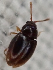 Coleoptera