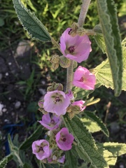 Sphaeralcea angustifolia