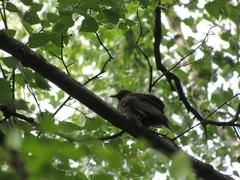 Turdus merula
