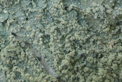Punctelia perreticulata
