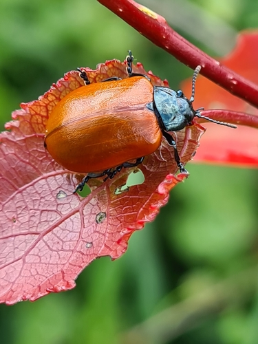 Poplar Leaf Beetle photo 3