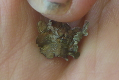 Punctelia perreticulata