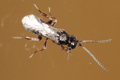 Cheloninae