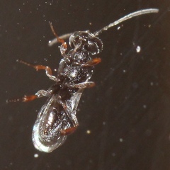Cheloninae