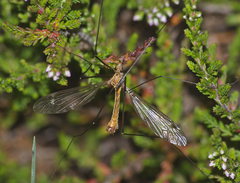 Tipula cava