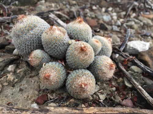 Epithelantha greggii