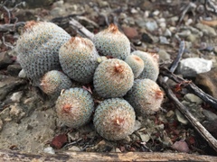 Epithelantha greggii polycephala