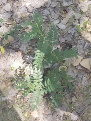 Glycyrrhiza lepidota