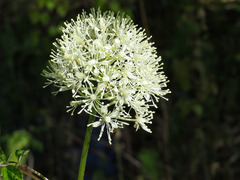 Actaea rubra rubra