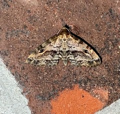 Melanomma auricinctaria