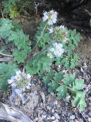 Hydrophyllum occidentale