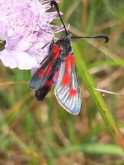 Zygaena sarpedon