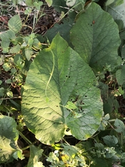 Trachystemon orientalis