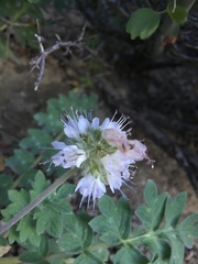 Hydrophyllum occidentale