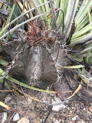 Astrophytum capricorne