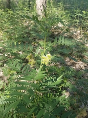 Glycyrrhiza lepidota