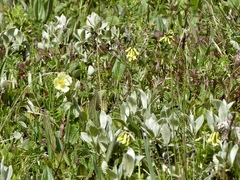 Astragalus umbellatus