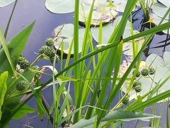 Sparganium erectum erectum