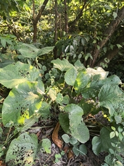 Trachystemon orientalis