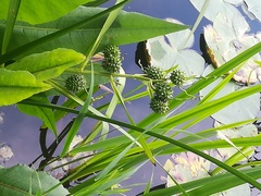 Sparganium erectum erectum