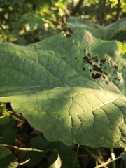 Trachystemon orientalis