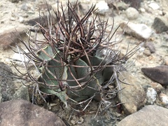 Astrophytum capricorne