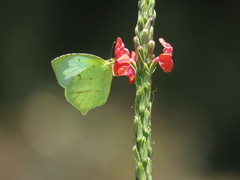 Abaeis mexicana