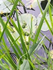 Sparganium erectum erectum