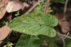 Puccinia annularis