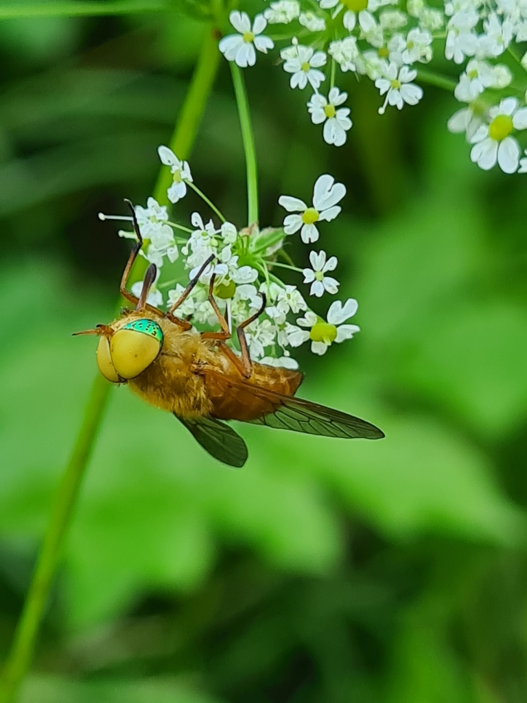Silvius alpinus