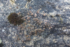 Psora pseudorussellii