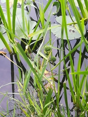 Sparganium erectum erectum