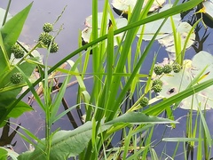 Sparganium erectum erectum