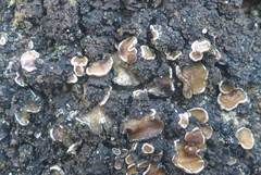 Psora pseudorussellii