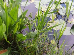 Sparganium erectum erectum