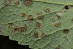 Puccinia annularis