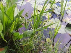 Sparganium erectum erectum