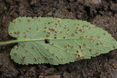 Puccinia annularis