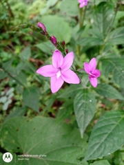 Pseuderanthemum cuspidatum
